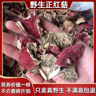 福建野生红菇碎片干货正宗蓝底红菇野生红蘑菇红椎菌碎片500g
