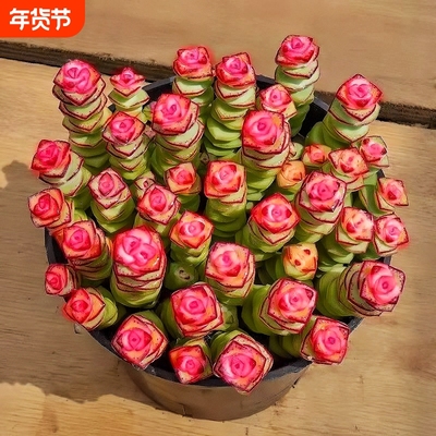 牡丹钱串群生招财钱串花卉盆栽多肉植物办公室阳台防辐射绿植新款