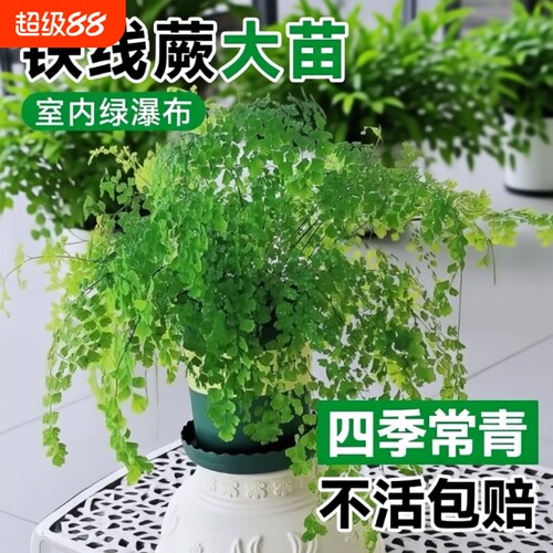 铁线蕨绿植盆栽客厅吸甲醛凤尾蕨草室内耐阴狼尾蕨类植物天门冬