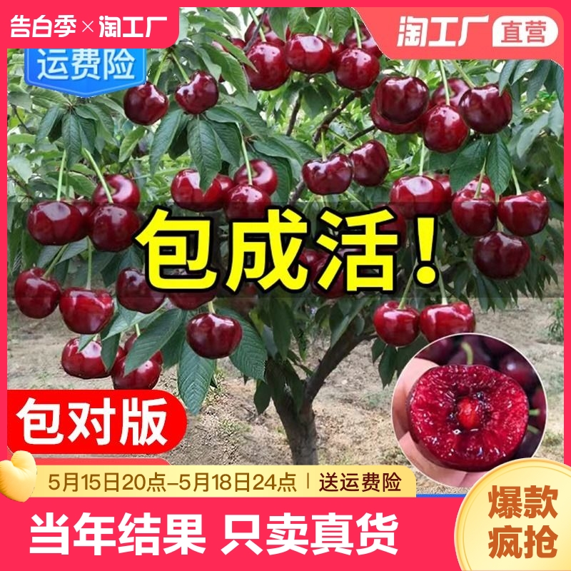 车厘子树苗樱桃树苖南方北方种植盆栽庭院果树矮化大樱桃苗结果-封面