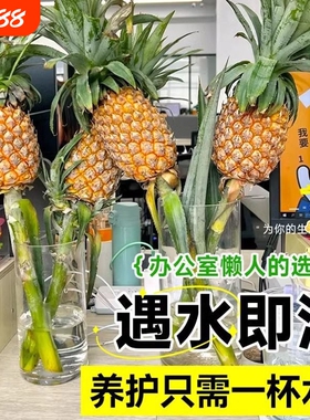 四季迷你菠萝香水凤梨可