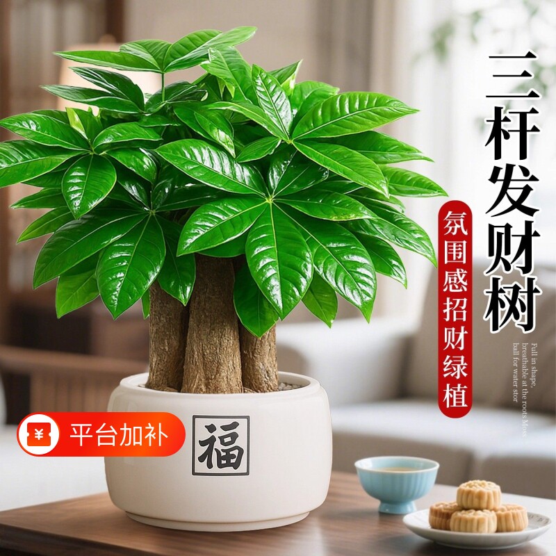 发财树绿植盆栽室内好养植物客厅摆件小盆景四季常青花卉陶瓷