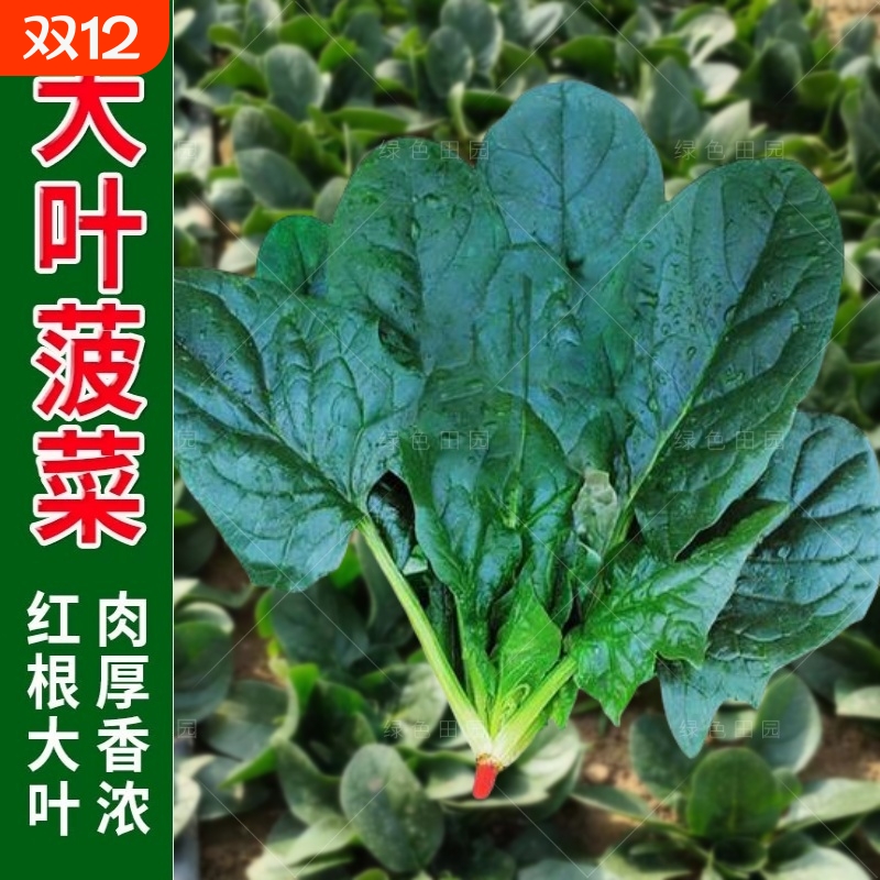 大叶菠菜种子四季蔬菜冬季籽种冬天种籽耐寒菜种盆栽波菜孑菜籽子