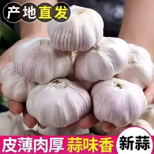 山东金乡大蒜头干蒜紫白皮当季新鲜5斤9斤可腌腊八蒜可种多瓣蒜