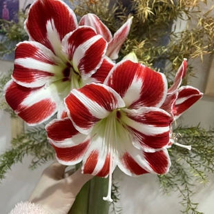 【正品特大】花开美丽朱顶红四季开花自然开花客厅办公新年装饰品