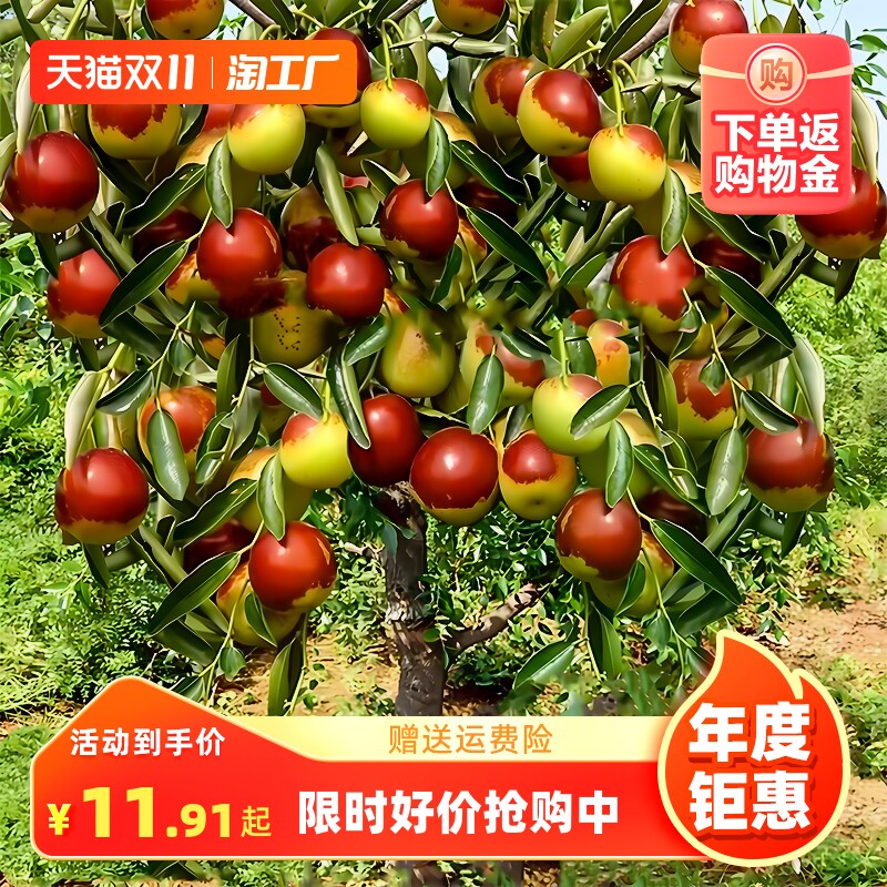 枣树活苗南北方种植庭院阳台盆栽地栽嫁接沾化红冬枣特大超甜果树怎么看?