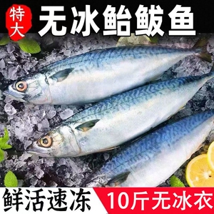 鲐鲅鱼青占鱼鲐鱼整条新鲜冷冻野生青花鱼深海海鱼海鲜水产