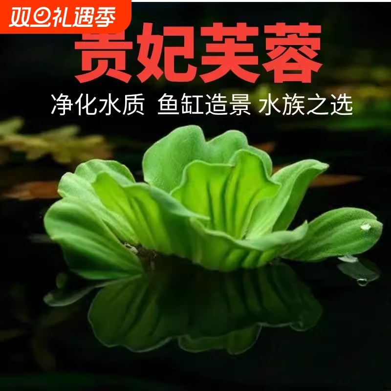 水芙蓉浮萍水草水生植物和鱼龟供养躲避庭院造景池塘水培净化水质