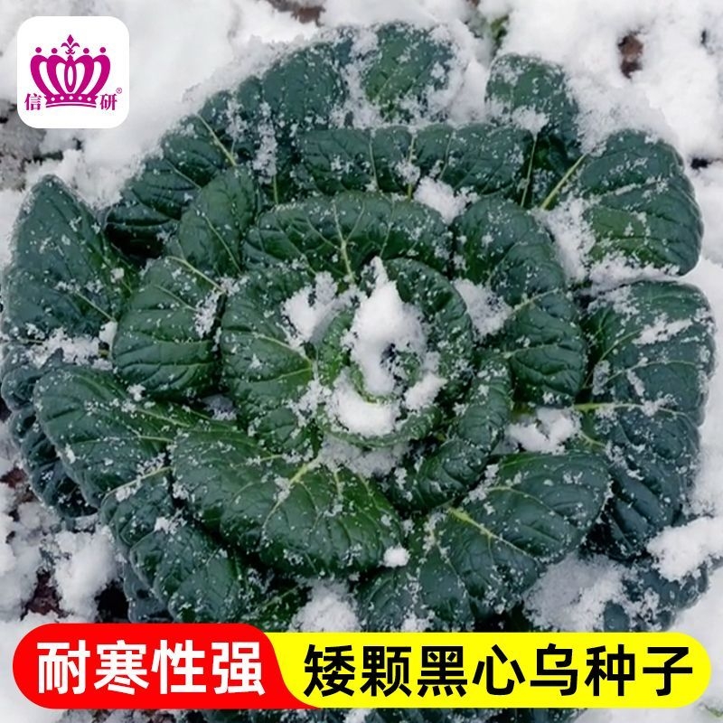 黑心乌种子乌塌菜菜籽种淮南可越冬火锅菜秋冬蔬菜种子大全固定