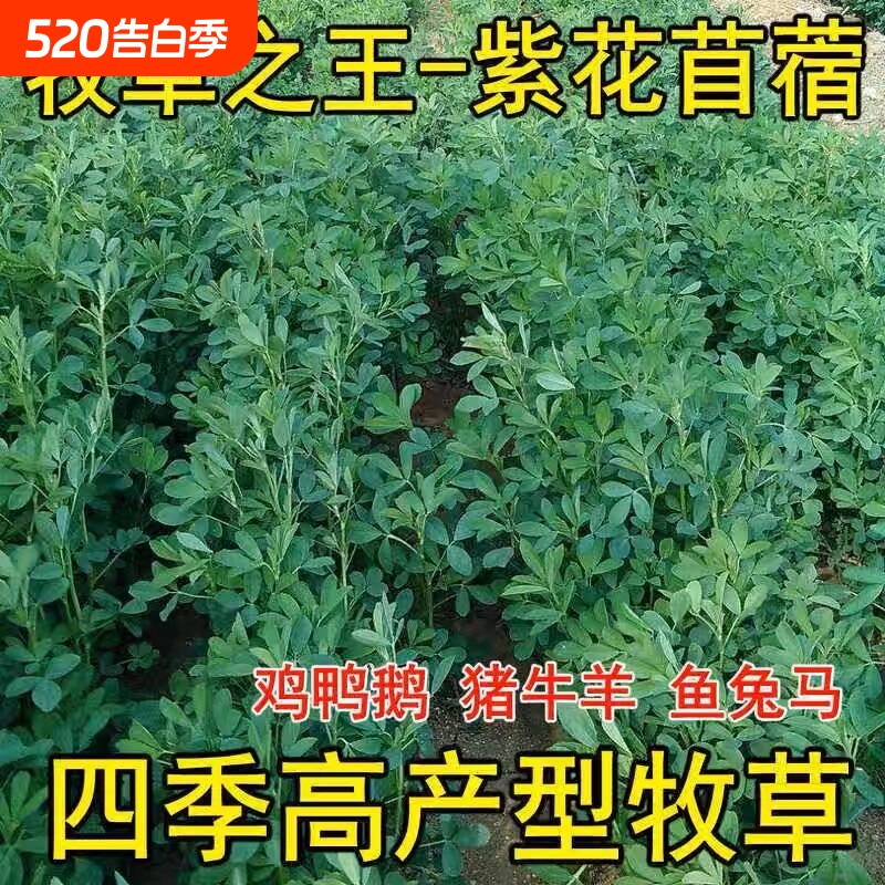 紫花苜蓿草种籽多年生牧草种子四季养殖喂羊牛鸡鸭鹅草鱼牧草种籽