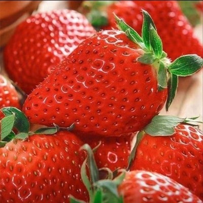 现摘云南夏季草莓新鲜酸甜可口商用烘焙奶糖葫芦整箱3-5斤