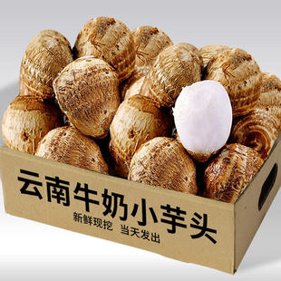 云南牛奶芋头新鲜小香芋毛芋头现挖奶油芋艿软糯农家自种蔬菜