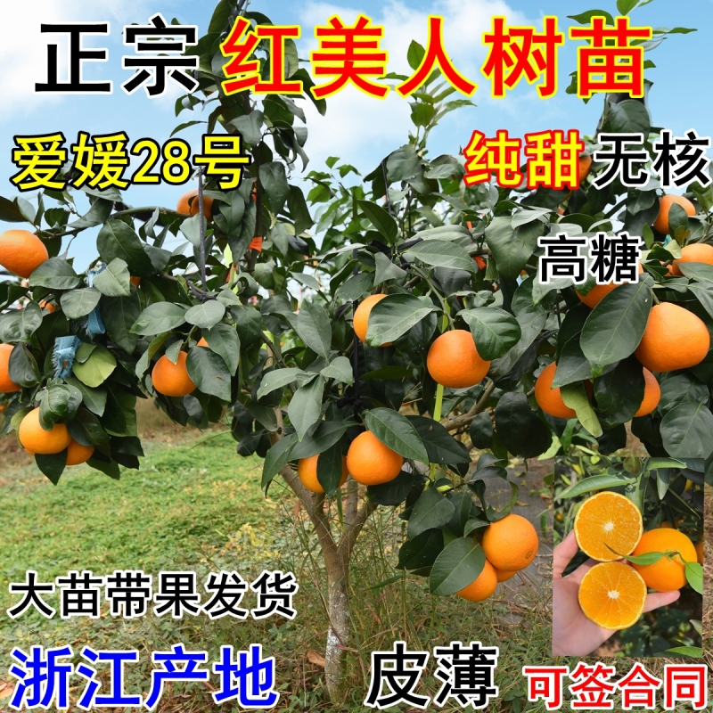 正宗象山红美人树苗爱媛28号橘子苗嫁接红美人柑橘苗带果带土包邮