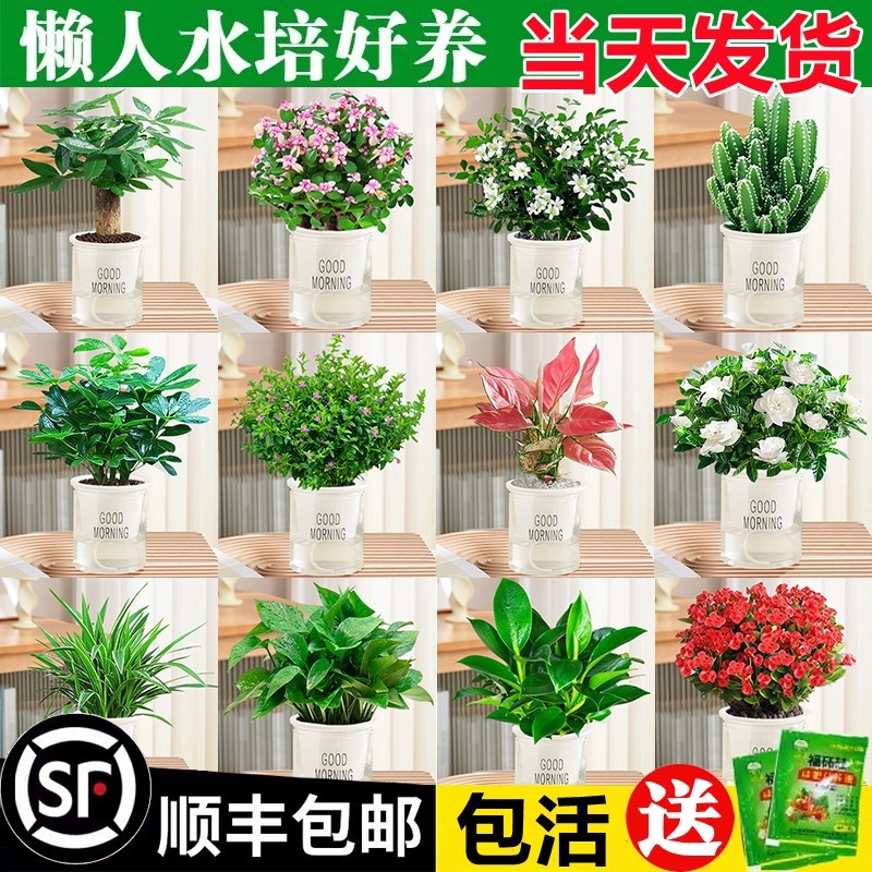 绿萝箩吊兰发财树花卉盆栽小绿植室内多肉植物水培好养除甲醛桌面