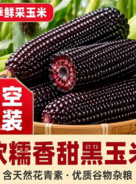东北黑糯玉米新鲜甜玉米加热即食真空非转基因黏糯玉米减脂健身餐