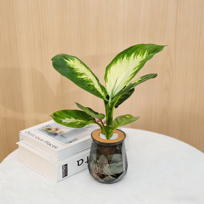水培植物发财树盆栽万年青绿萝室内绿植好养植物客厅净化空气花卉