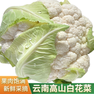 云南当季新鲜花菜花椰菜紧实白花菜农家菜便宜自种干锅蔬菜