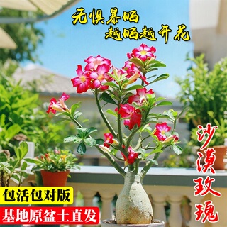 沙漠玫瑰盆栽重瓣夏带花苞阳台好养耐旱盆景植物花卉开花老桩小苗