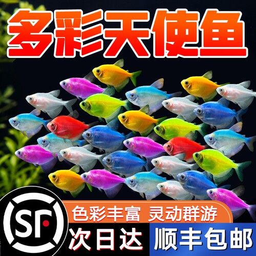 糖果天使鱼七彩大号观赏热带鱼群游小型淡水好养耐活鱼苗孔雀斑马