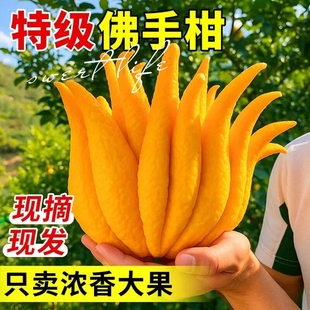 佛手柑水培植物鲜果桌面闻香观赏摆件室内水养绿植新鲜超级可食用