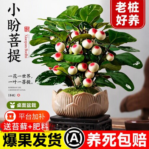 菩提树盆栽带果|超2.1万次加购