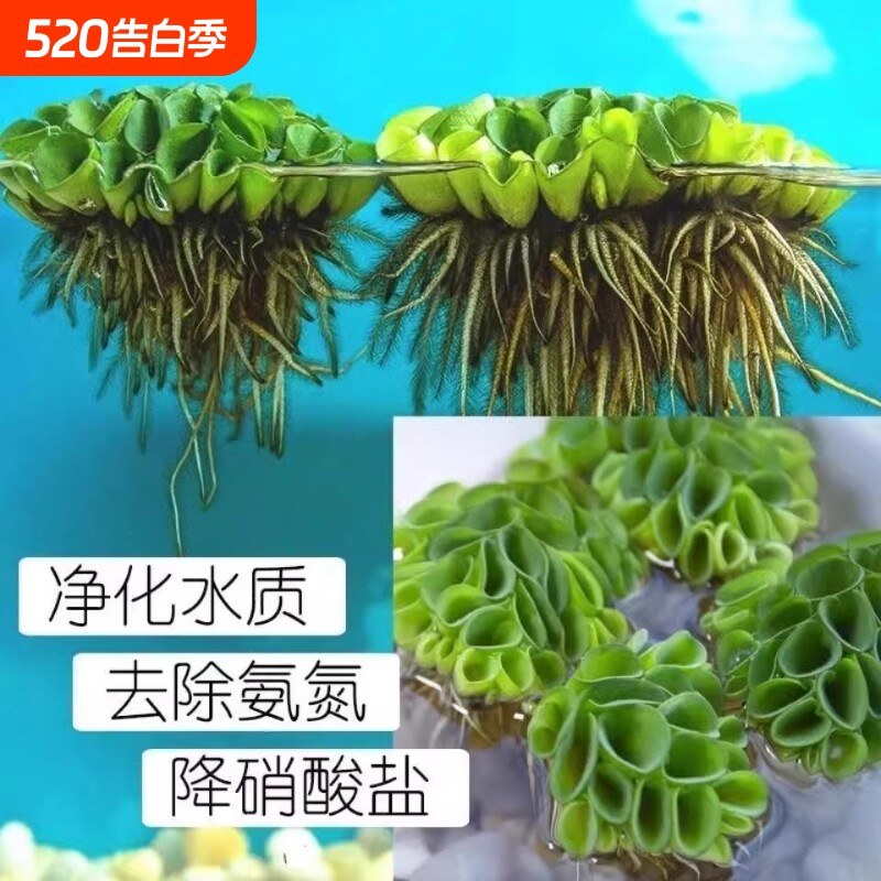 浮萍水草集合肚兜槐叶躲避漂浮植物净化水质自然生态缸造景摆件