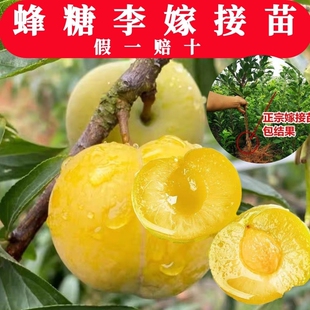嫁接蜂糖李子脆红翠红树苗特大晚熟脱骨青脆李子果树苗南北方树苗