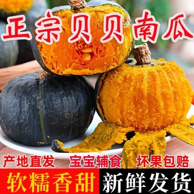 正宗山东板栗味贝贝小南瓜