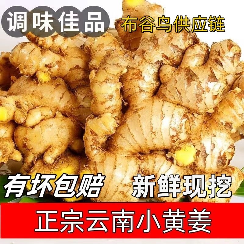 【精选】云南小黄姜新鲜生姜老姜现挖高山沙姜土姜整箱蔬菜农家姜