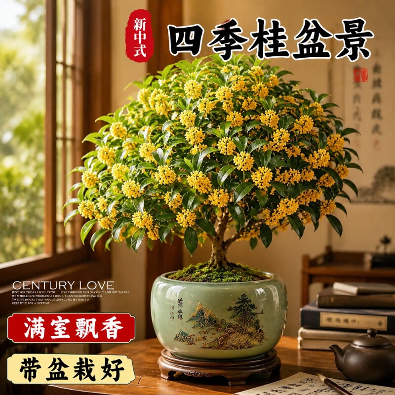 新中式浓香四季开花桂花盆栽图片