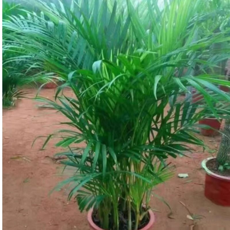 散尾葵盆栽客厅大型绿植室内富贵椰子凤尾竹花卉植物旺宅办公室