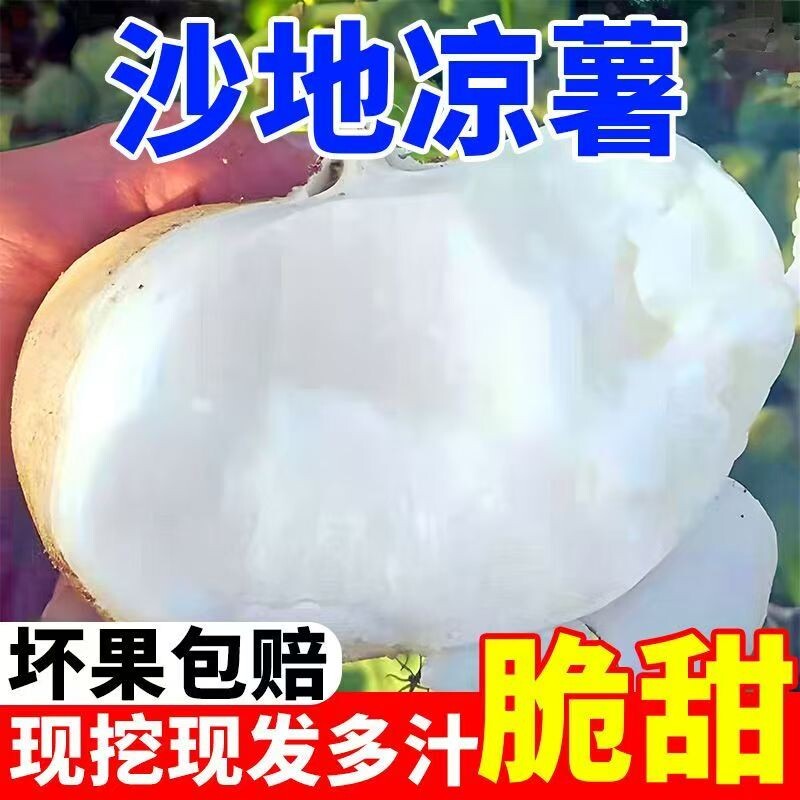 现挖现发脆甜凉薯湖北农家自种沙土新鲜地萝卜白地瓜皮薄肉厚沙地