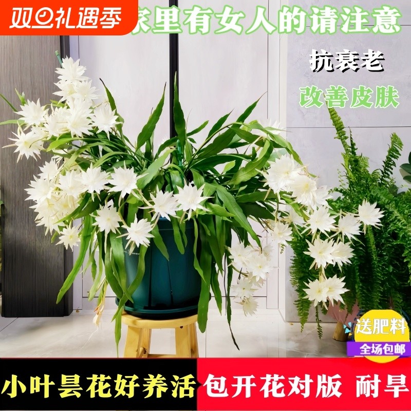 小叶昙花盆栽带花苞花卉植物阳台室内花苗好养活四季绿植垂挂老桩