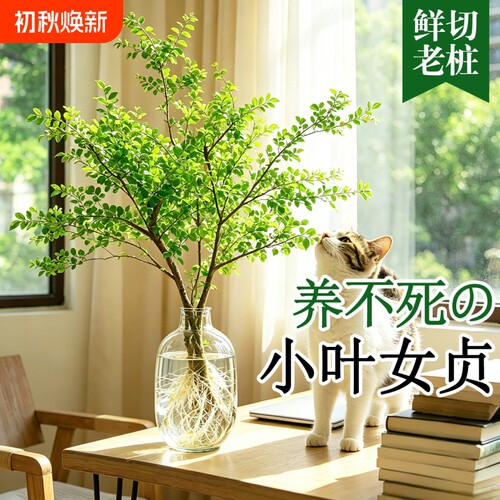 小叶女贞水培植物造型树客厅室内绿植摆件四季常青好养活观叶植物