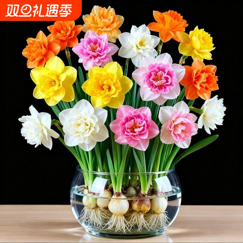 洋水仙花水养盆栽四季开花卉植物室内花绿植水培懒人好养客厅阳台