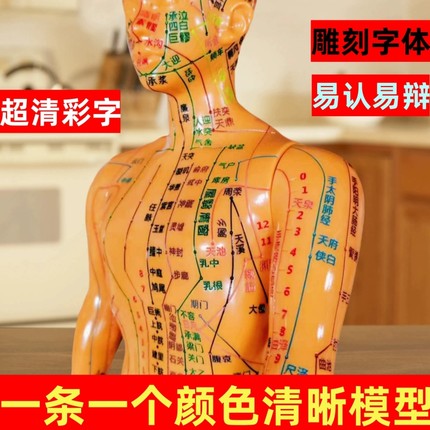 彩色中医针灸经络全身穴位模型人模标准彩图版入门人铜人人体全铜美容院小皮人按摩可扎针