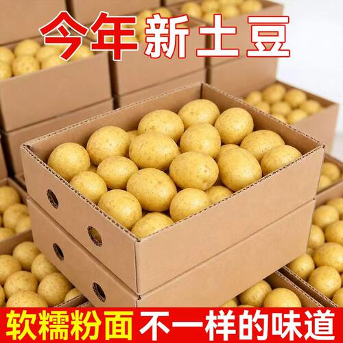 恩施小土豆现挖新鲜黄心