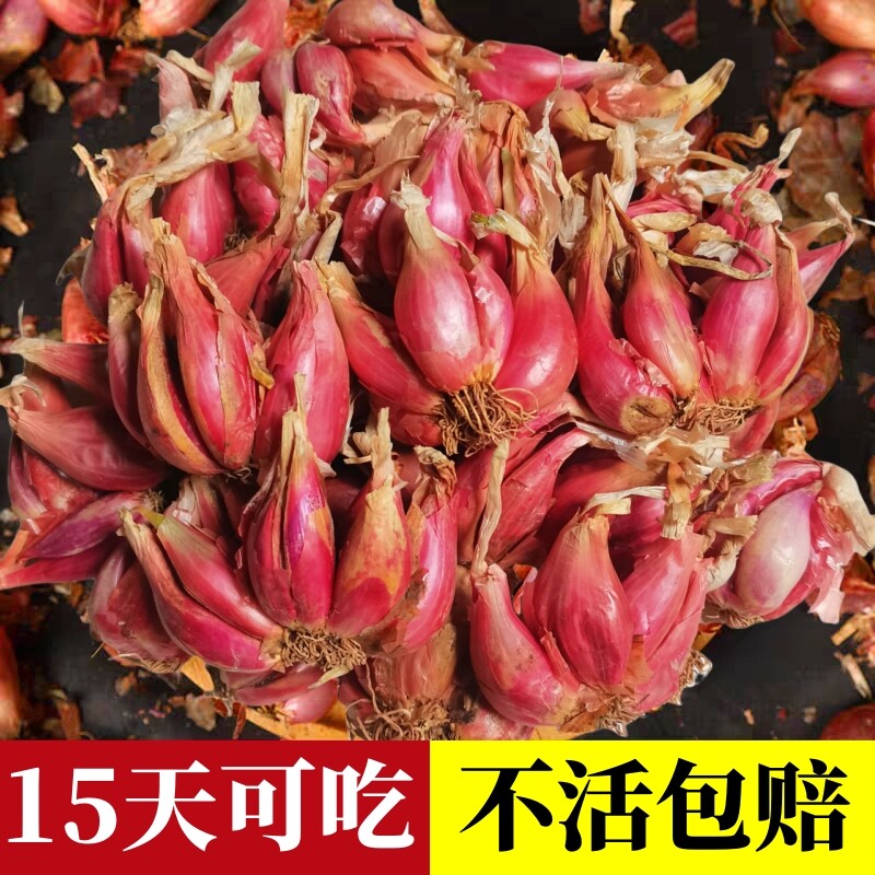 葱种子四季小香葱种头四川盆栽种植小葱头红葱火葱头种葱苗发芽