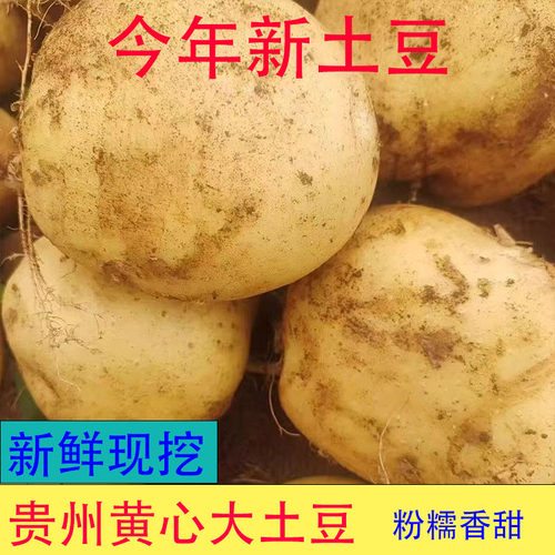 现挖新鲜土豆黄心洋芋