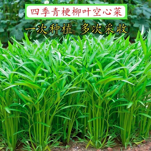 四季空心菜种子小叶空心菜大叶竹叶盆栽柳叶空心菜籽青白梗可水培