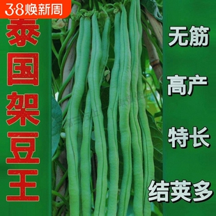 青条长豆角蔬菜种子压塌架长豇豆种籽四季高产易种庭院春秋播种