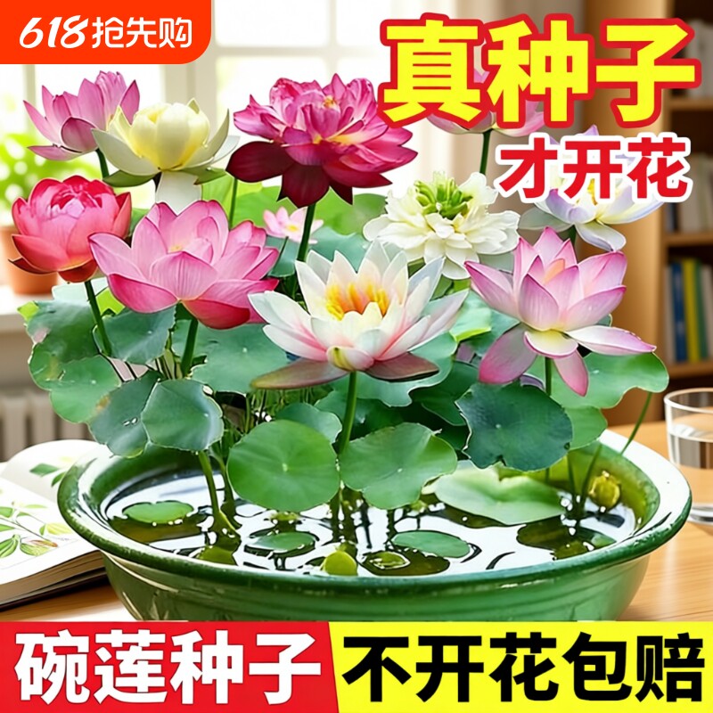 碗莲种子水培植物带花苞睡莲易播种莲室内好养四季荷花卉盆栽水养