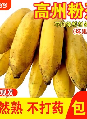 广东高州苹果粉蕉糯米蕉现砍现发