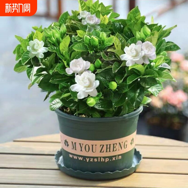 栀子花盆栽花卉植物室内带花苞阳台水培绿植浓香型大树苗四季好养