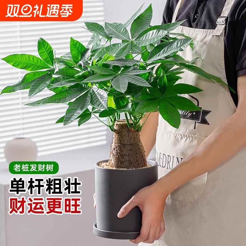 粗杆发财树大小盆栽室内植物四季常青客厅招财绿植花卉新开业桌面