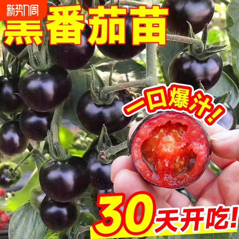 黑珍珠黑番茄秧苗小西红柿种籽盆栽孑秧阳台种植高产蔬菜种品种