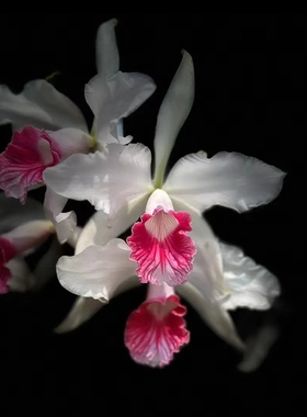 新品大花卡特兰花基地特价网红洋兰大苗室内阳台好养花卉绿植盆栽