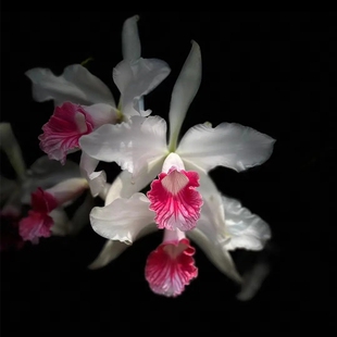 新品大花卡特兰花基地特价网红洋兰大苗室内阳台好养花卉绿植盆栽