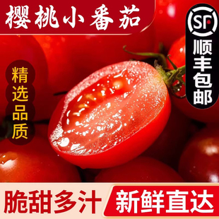 电白应季千禧果小番茄圣女果新鲜水果西红柿3斤皮薄爆汁顺丰包邮