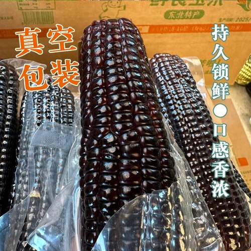 东北黑龙江黑糯玉米糯甜鲜食粘甜糯甜脆紫玉米含花青素的玉米